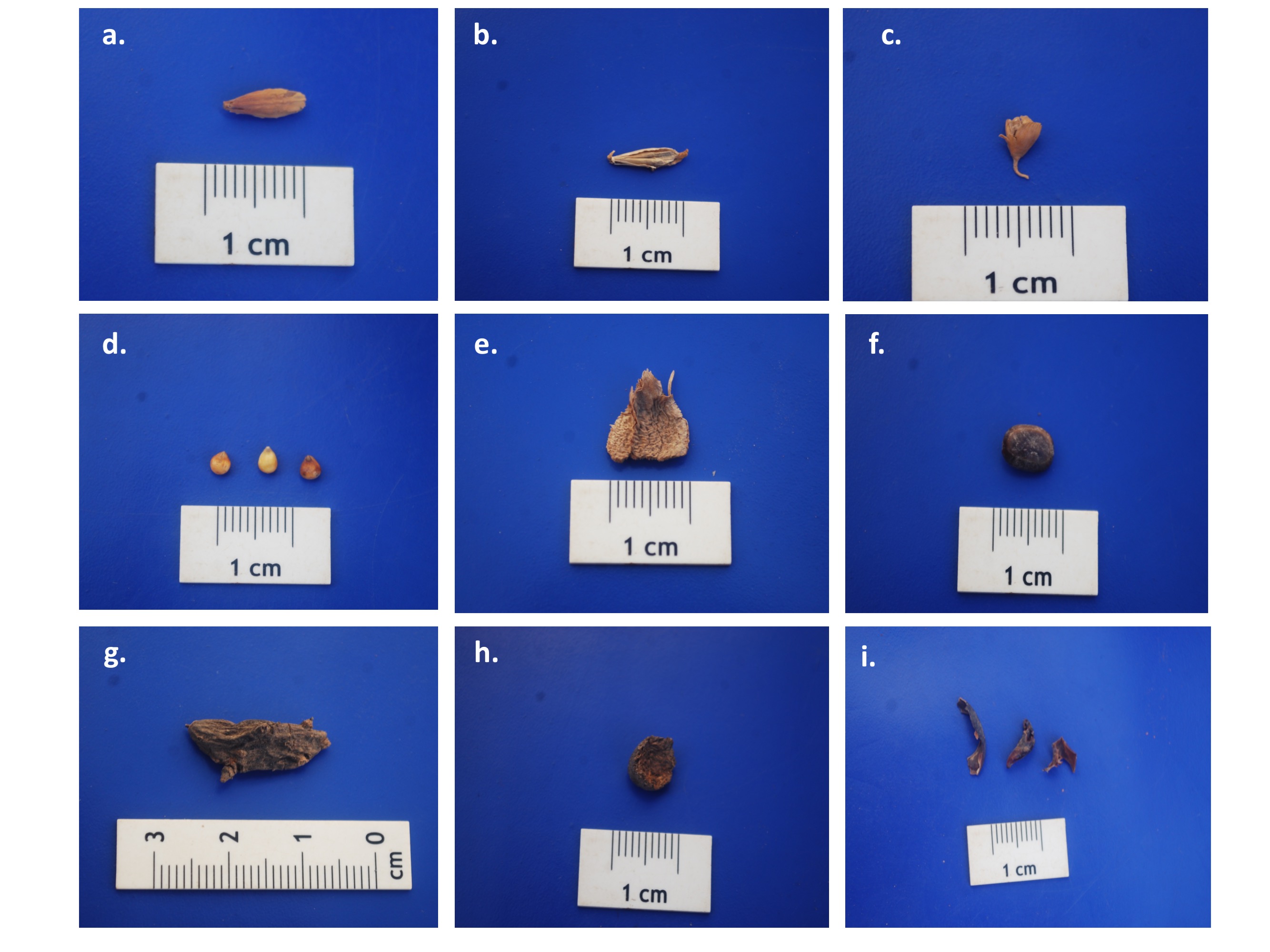 The figure presents the plant and animal remains that were identified: a. Triticum aestivum; b. Hordeum vulgare; c. Sorghum bicolor, d. Setaria italica; e. Adansonia digitata, f. Acacia nilotica; g. Cyperus rotundus; h. Animal dung; i. Insect remains (Photos by the author).